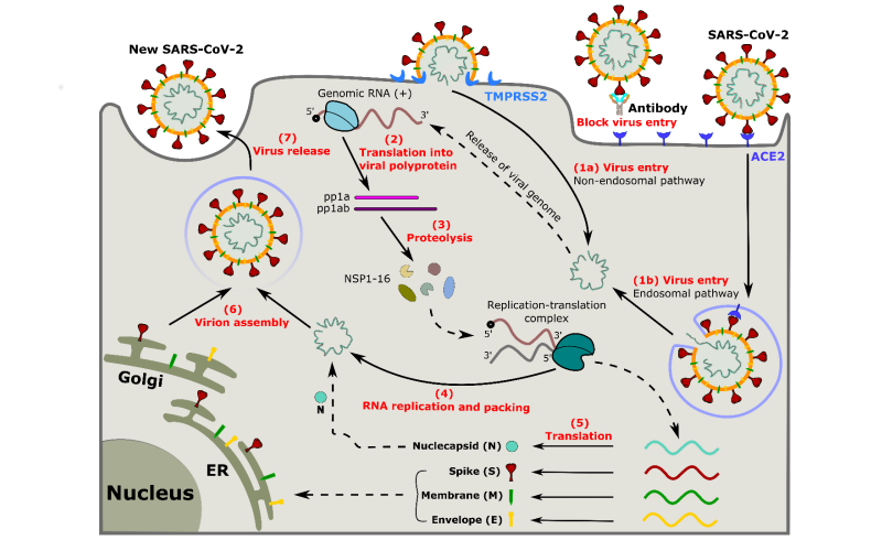 Interakcja wirusa SARS-CoV-2 z komórkami gospodarza i przeciwciałami: eksperyment i symulacja
