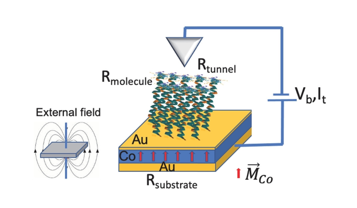 Cooperative Effect of Electron Spin Polarization in Chiral Molecules Studied with Non-Spin-Polarized Scanning Tunneling Microscopy