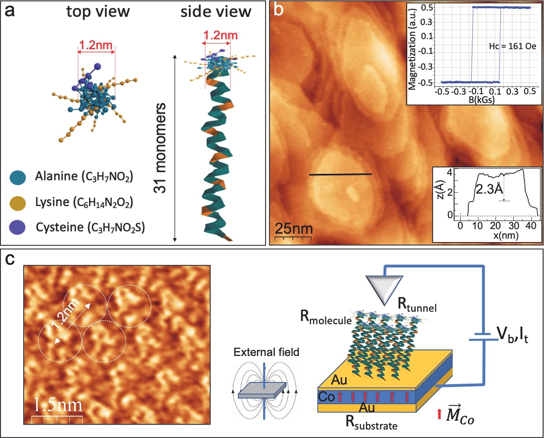 Cooperative Effect of Electron Spin Polarization in Chiral Molecules Studied with Non-Spin-Polarized Scanning Tunneling Microscopy
