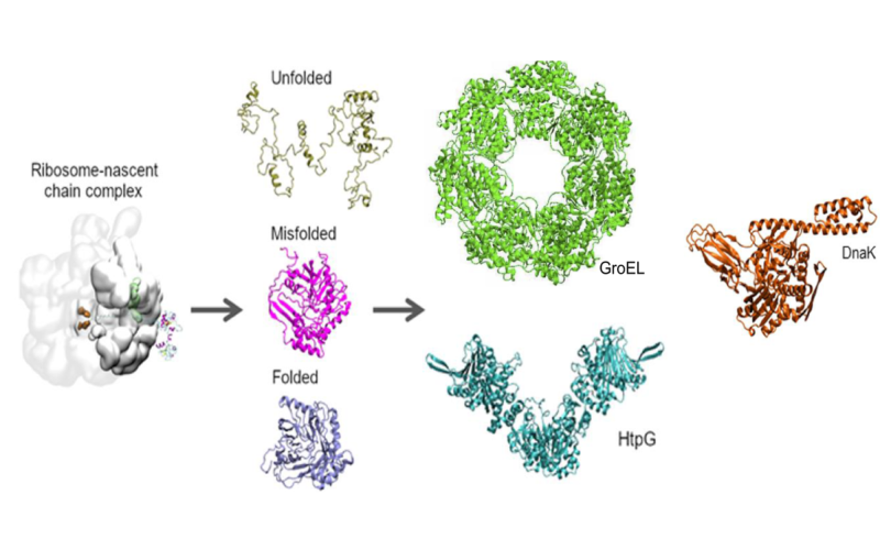 How soluble misfolded proteins bypass chaperones at the molecular level