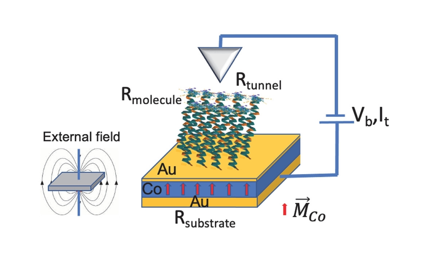 Cooperative Effect of Electron Spin Polarization in Chiral Molecules Studied with Non-Spin-Polarized Scanning Tunneling Microscopy