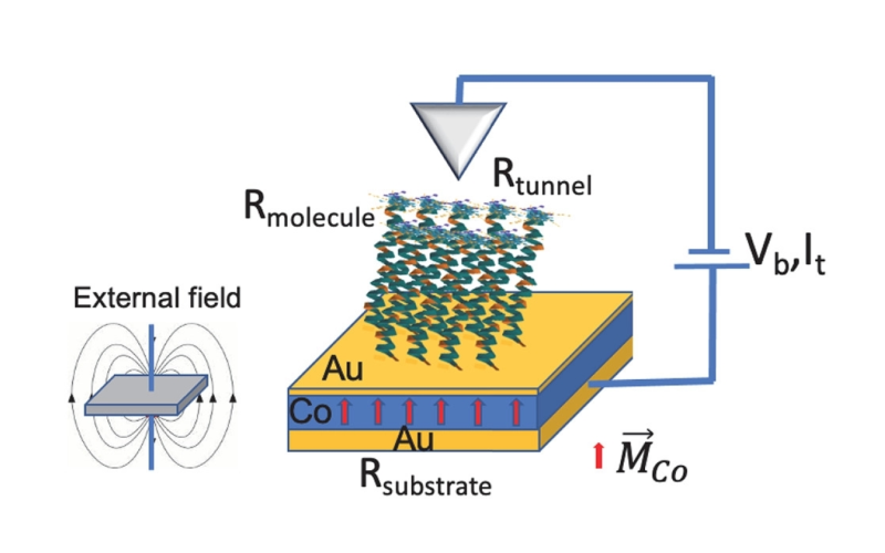 Cooperative Effect of Electron Spin Polarization in Chiral Molecules Studied with Non-Spin-Polarized Scanning Tunneling Microscopy