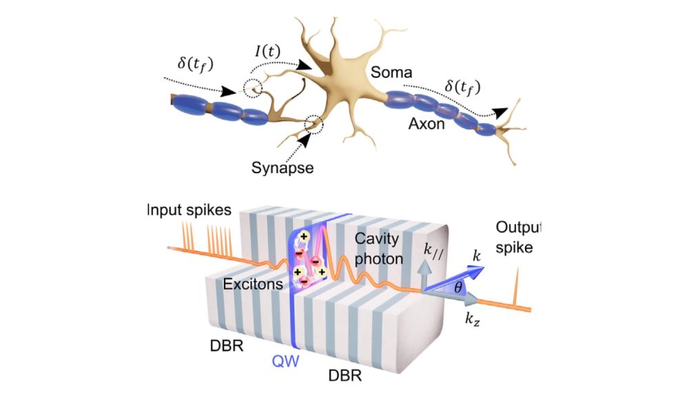 An artificial polariton neuron as a step towards photonic systems that mimic the operation of the human brain