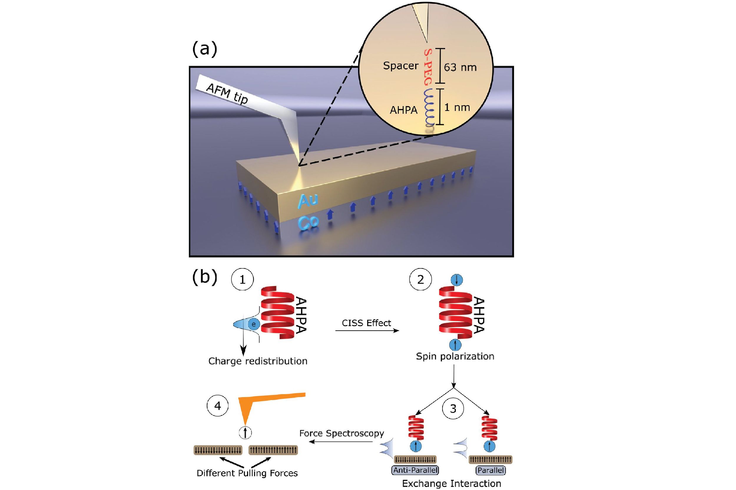 Nowa metoda obrazowania rozkładu magnetyzacji przy użyciu mikroskopii AFM z wykorzystaniem molekuł chiralnych
