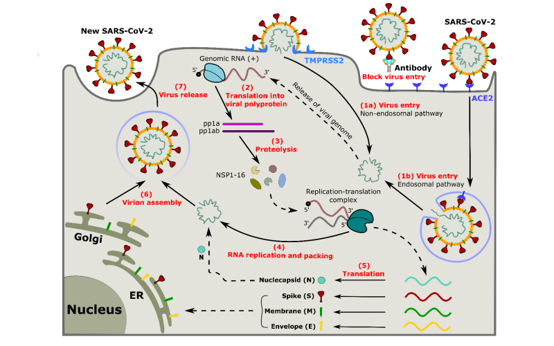 Interaction of SARS-CoV-2 with host cells and antibodies: experiment and simulation